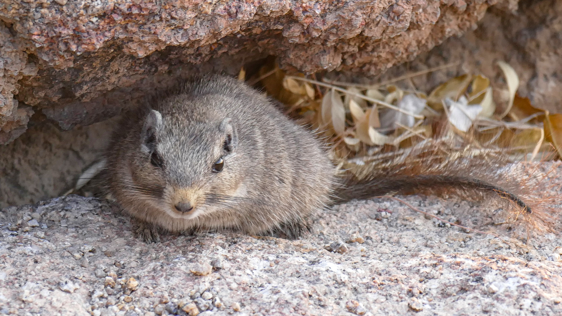 Eine süße Dassie-Ratte im Erongo-Gebirge