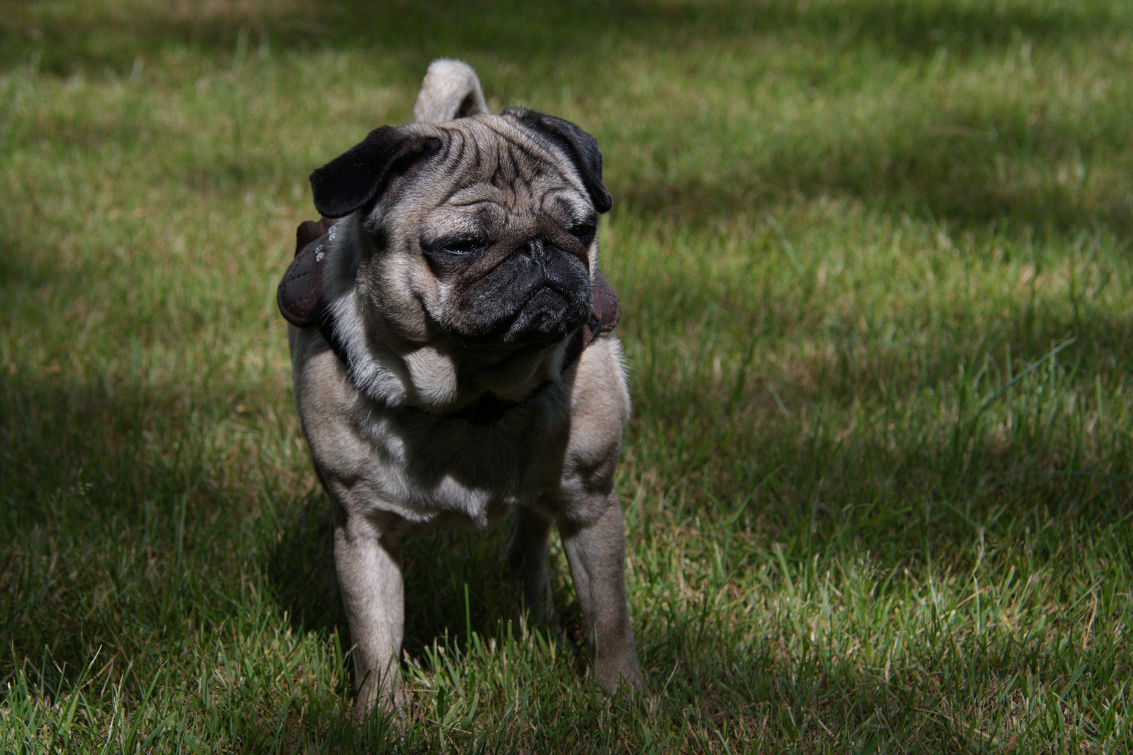 Eine Susse Kleine Foto Bild Hunde Natur Tiere Bilder Auf Fotocommunity