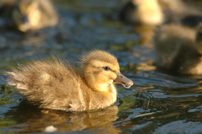 eine süße kleine Ente