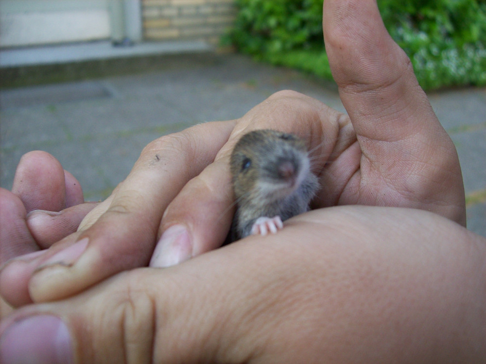 Eine süsse kleine Maus