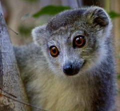 Eine süsse Lemurfrau...