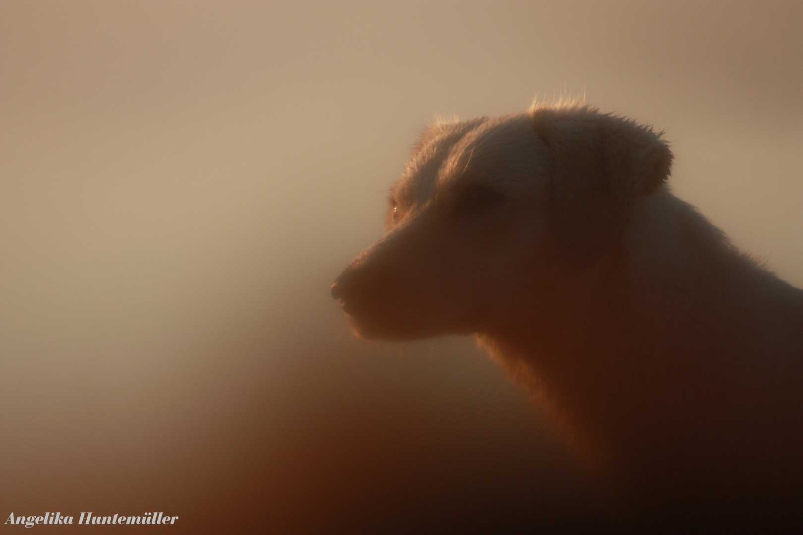 Eine süße Maus im Morgennebel und Sonnenaufgang