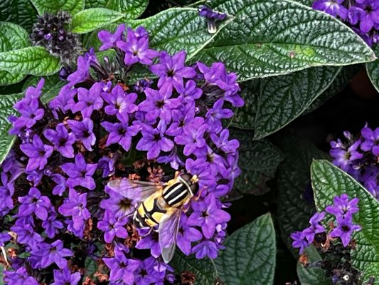 eine Sumpf-Schwebfliege auf meiner Vanille-Blume