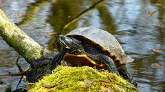 Eine Sumpfschildkröte im Ostenmeer