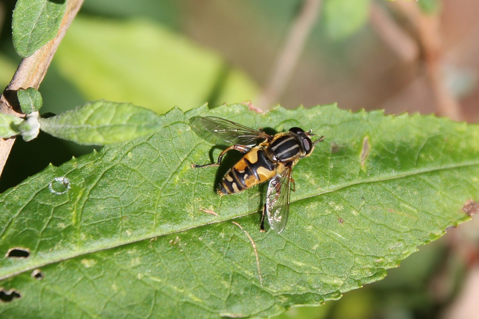 Eine Sumpfschwebfliege