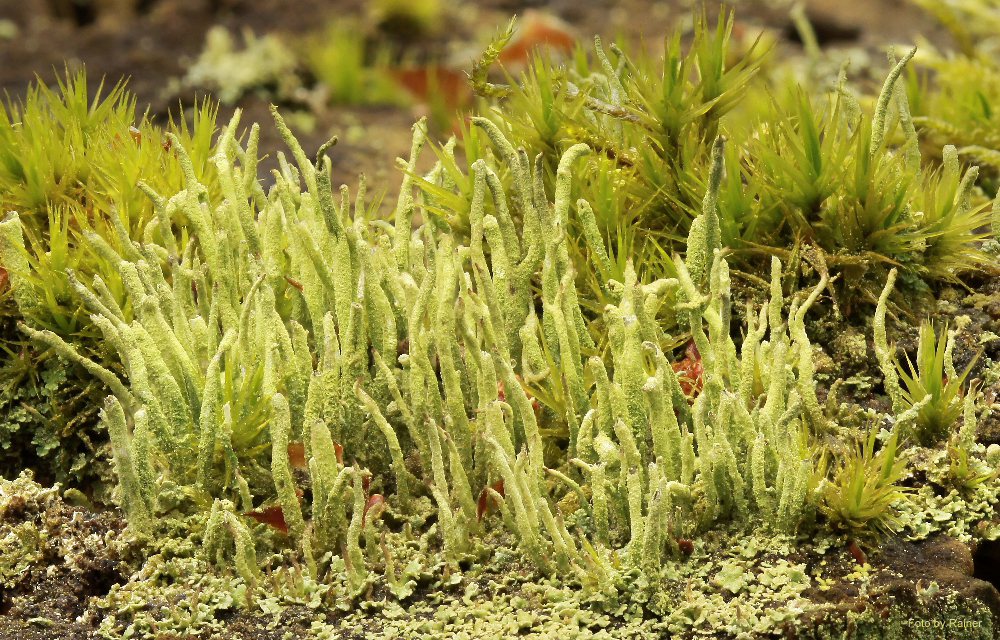 Eine Symbiose aus Pilz und Alge ergibt Foto & Bild pflanzen, pilze