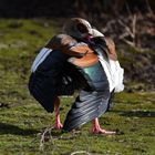 Eine tänzerisch anmutende Nilgans