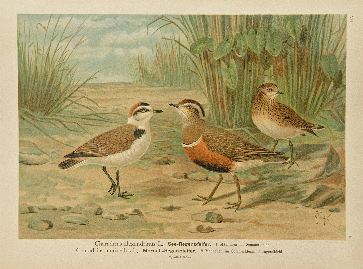 Eine Tafel aus dem berühmten Werk Johann Friedrich Naumanns (1780-1857) über die Vögel Mitteleuropas