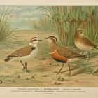 Eine Tafel aus dem berühmten Werk Johann Friedrich Naumanns (1780-1857) über die Vögel Mitteleuropas