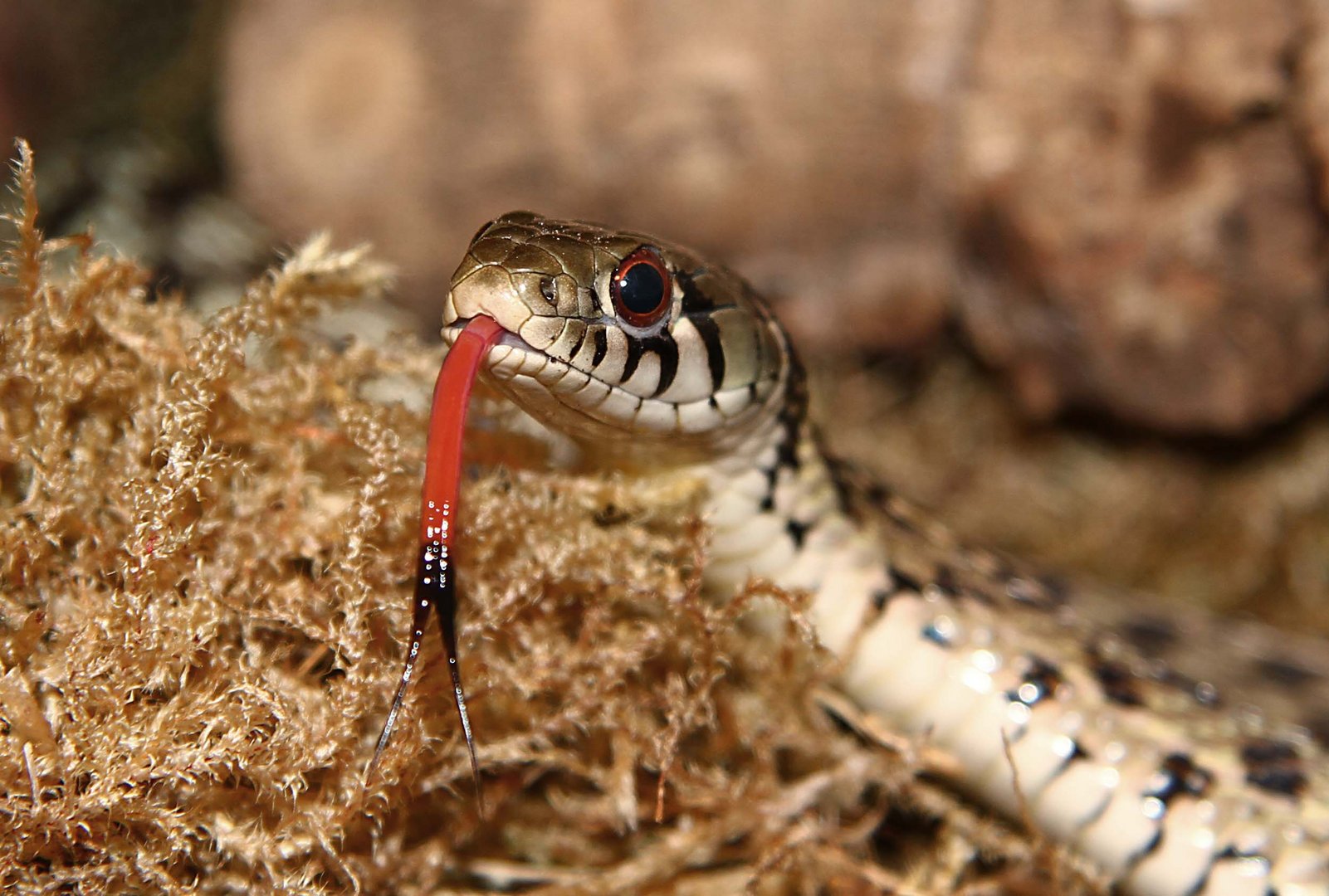 Eine tamnophis sirtalis marcianus