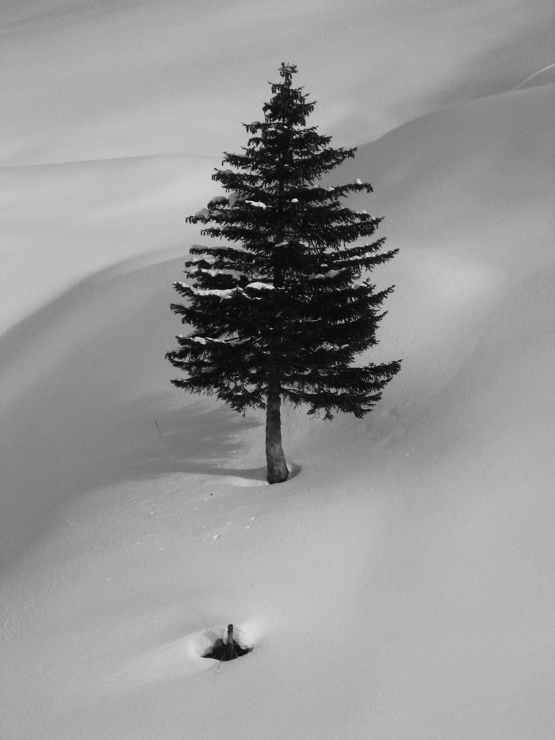 Eine Tanne im Schnee