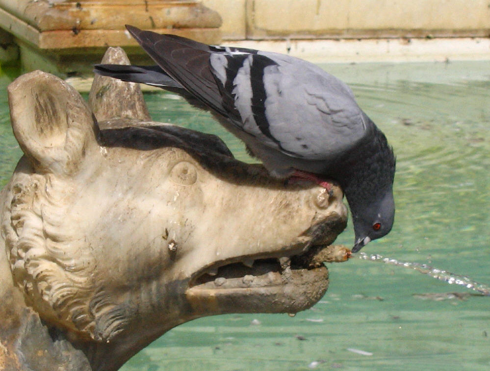 Eine Taube am Springbrunnen