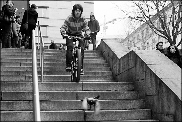 Eine Taube auf der Flucht - Stuttgart 2008