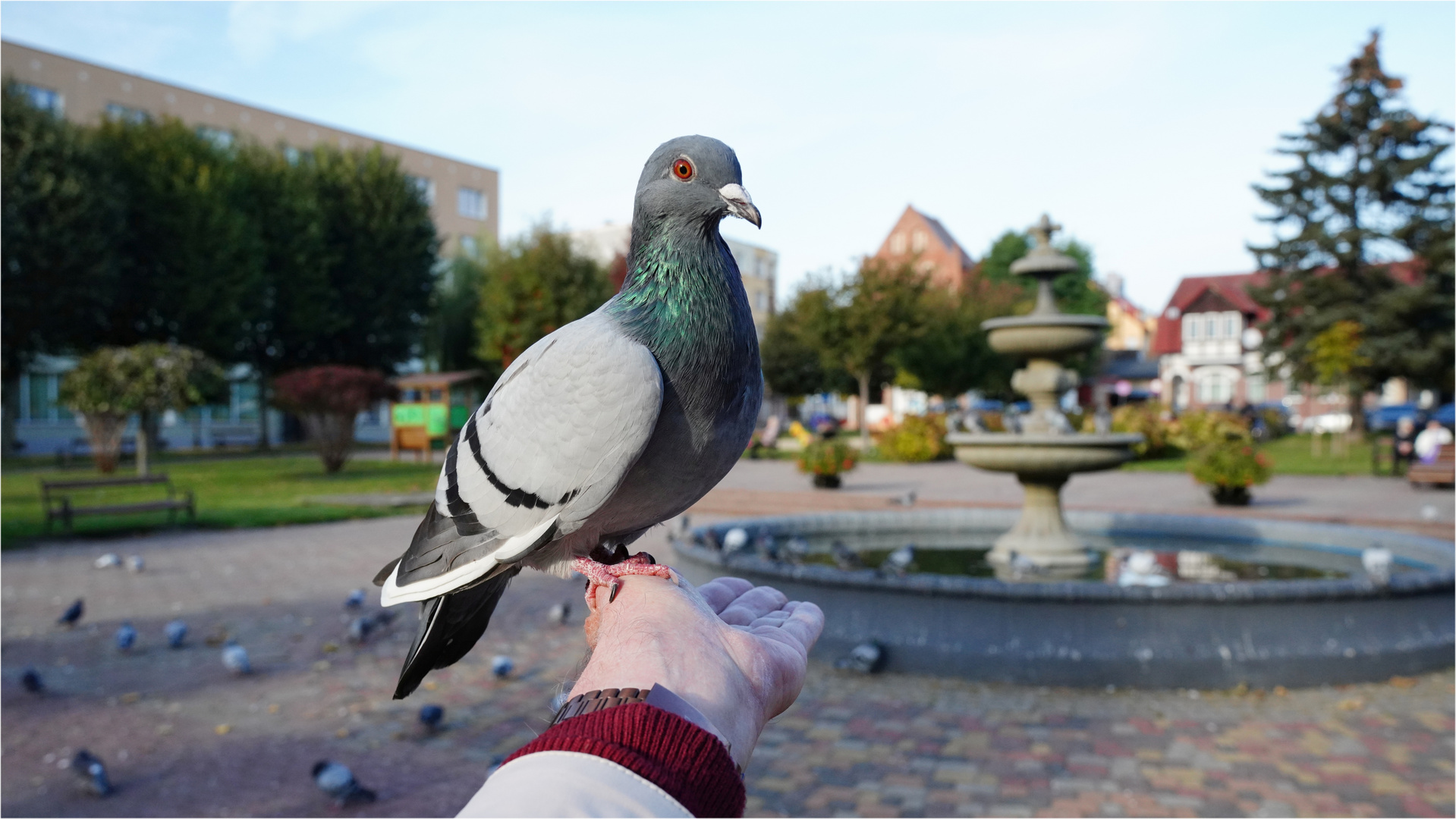 ... eine Taube auf der Hand ...