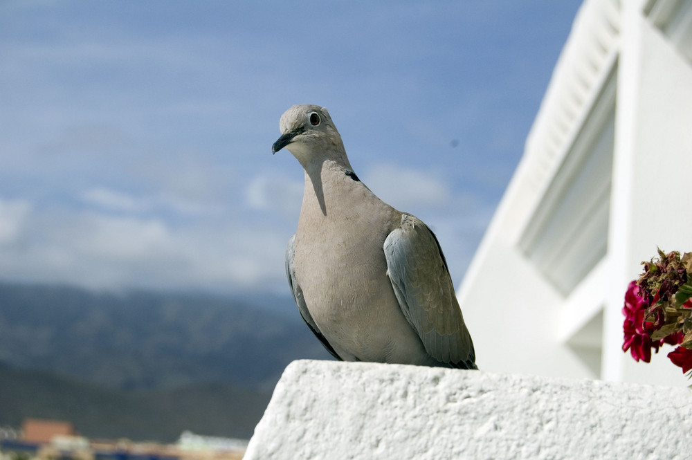 Eine Taube auf Teneriffa