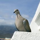 Eine Taube auf Teneriffa