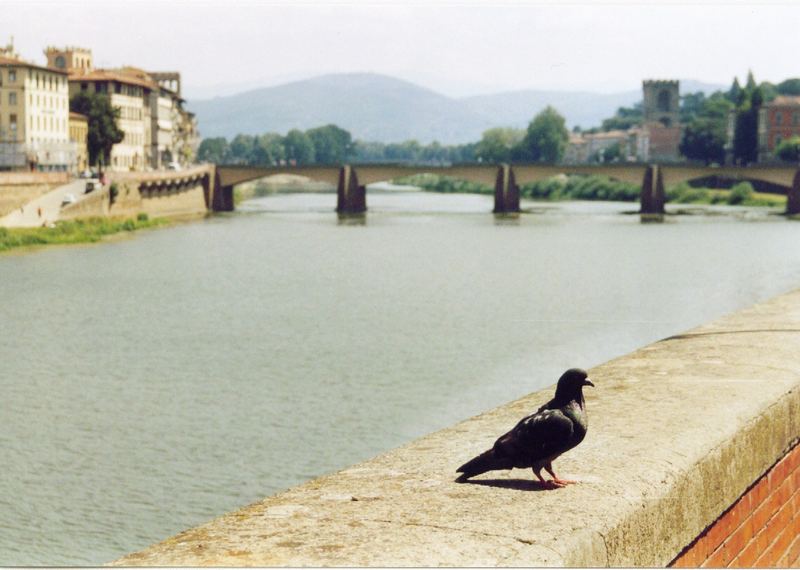Eine Taube in Florenz...