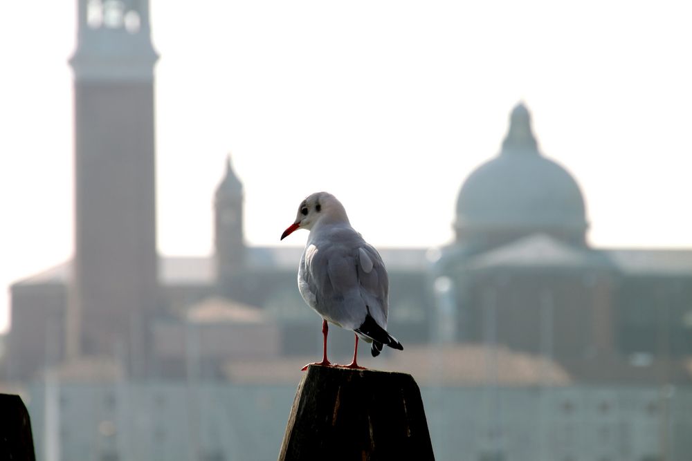 Eine Taube in Venedig
