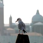 Eine Taube in Venedig