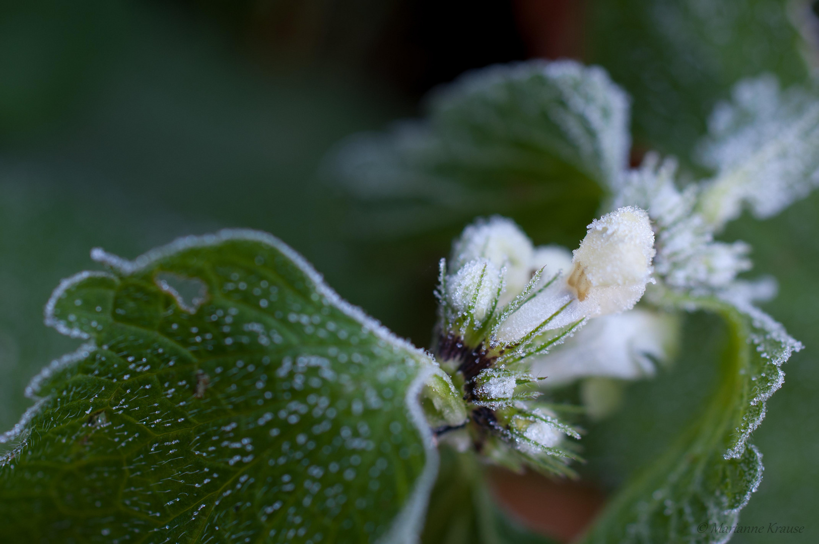 Eine Taubnessel im morgendlichen Oktoberfrost