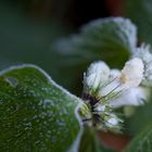 Eine Taubnessel im morgendlichen Oktoberfrost