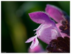 Eine Taubnesselblüte