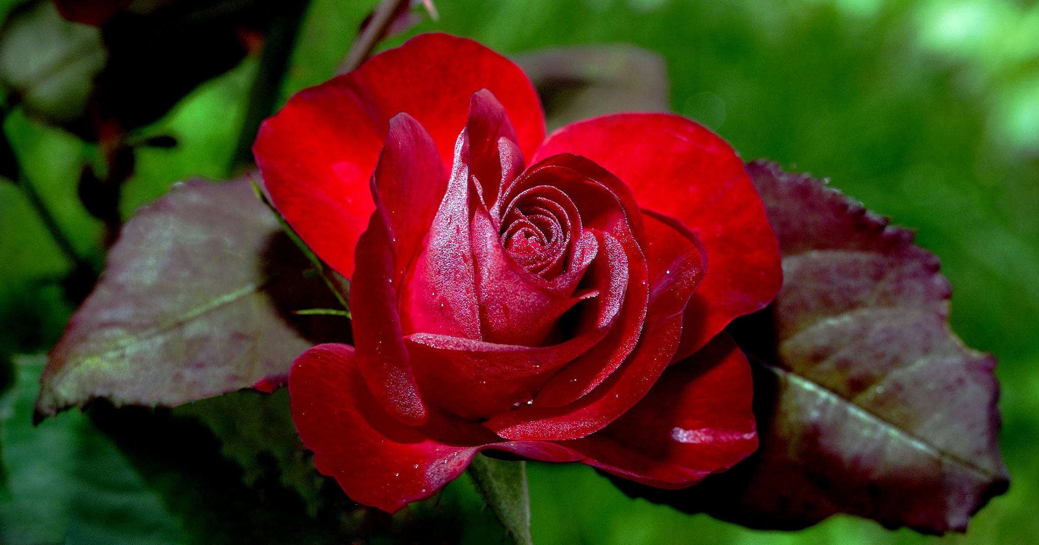 eine taufrische Rose zum Mittwoch