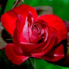 eine taufrische Rose zum Mittwoch