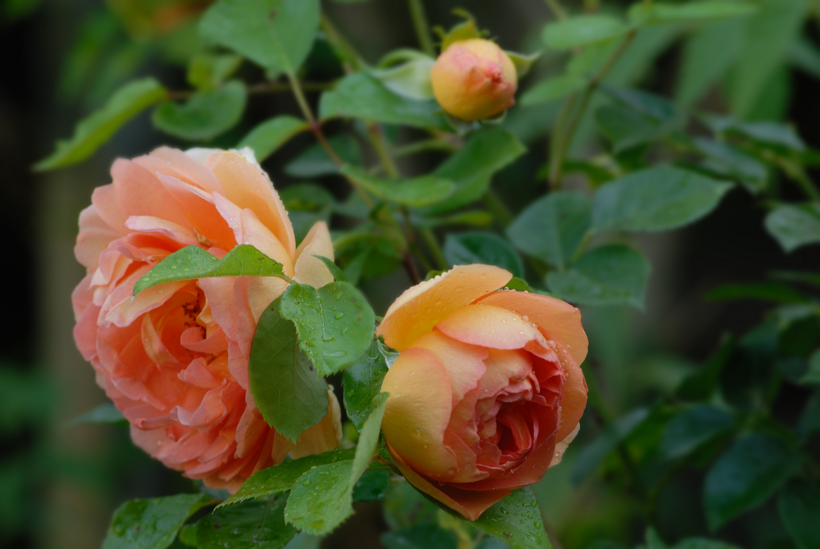 Eine Teerose aus unserem Garten.