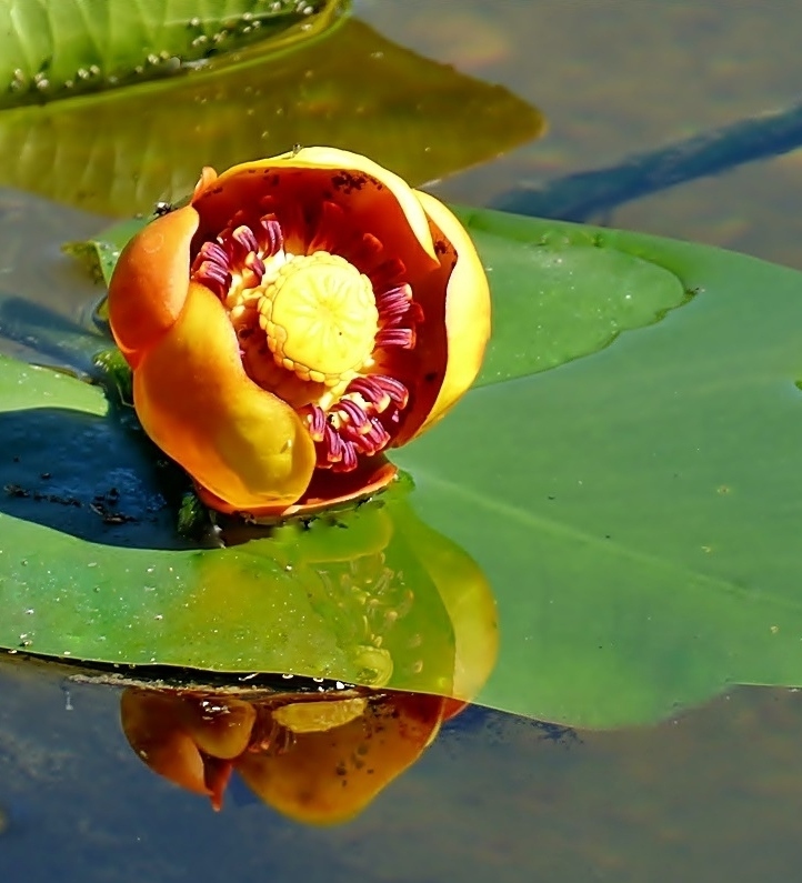 Eine Teichrose . . . Foto & Bild | natur, pflanzen, blüten Bilder auf