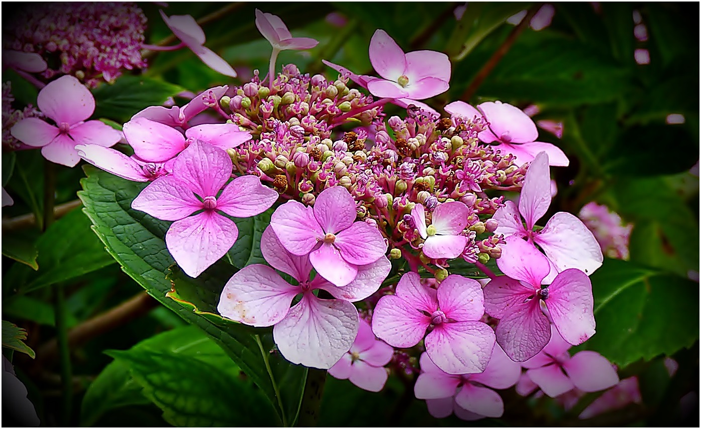 Eine Tellerhortensie . . .