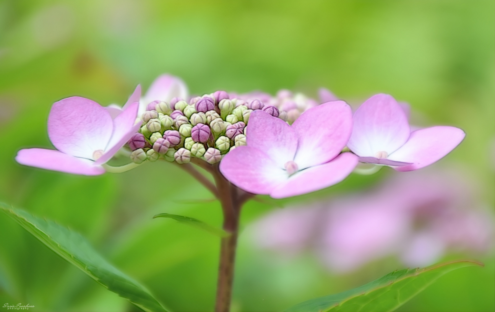 Eine Tellerhortensie