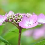 Eine Tellerhortensie