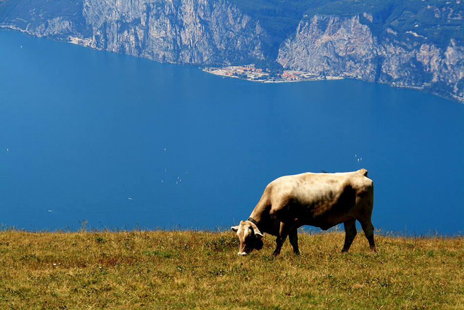 Eine tierische Aussicht....