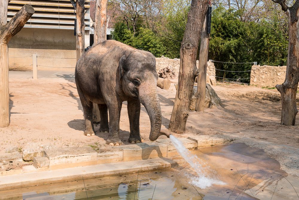 Eine tierische Dusche