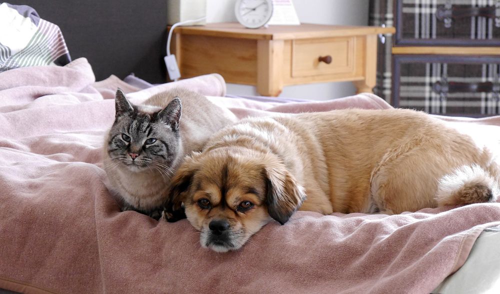 Eine tierische Freundschaft Foto & Bild tiere, haustiere, katzen