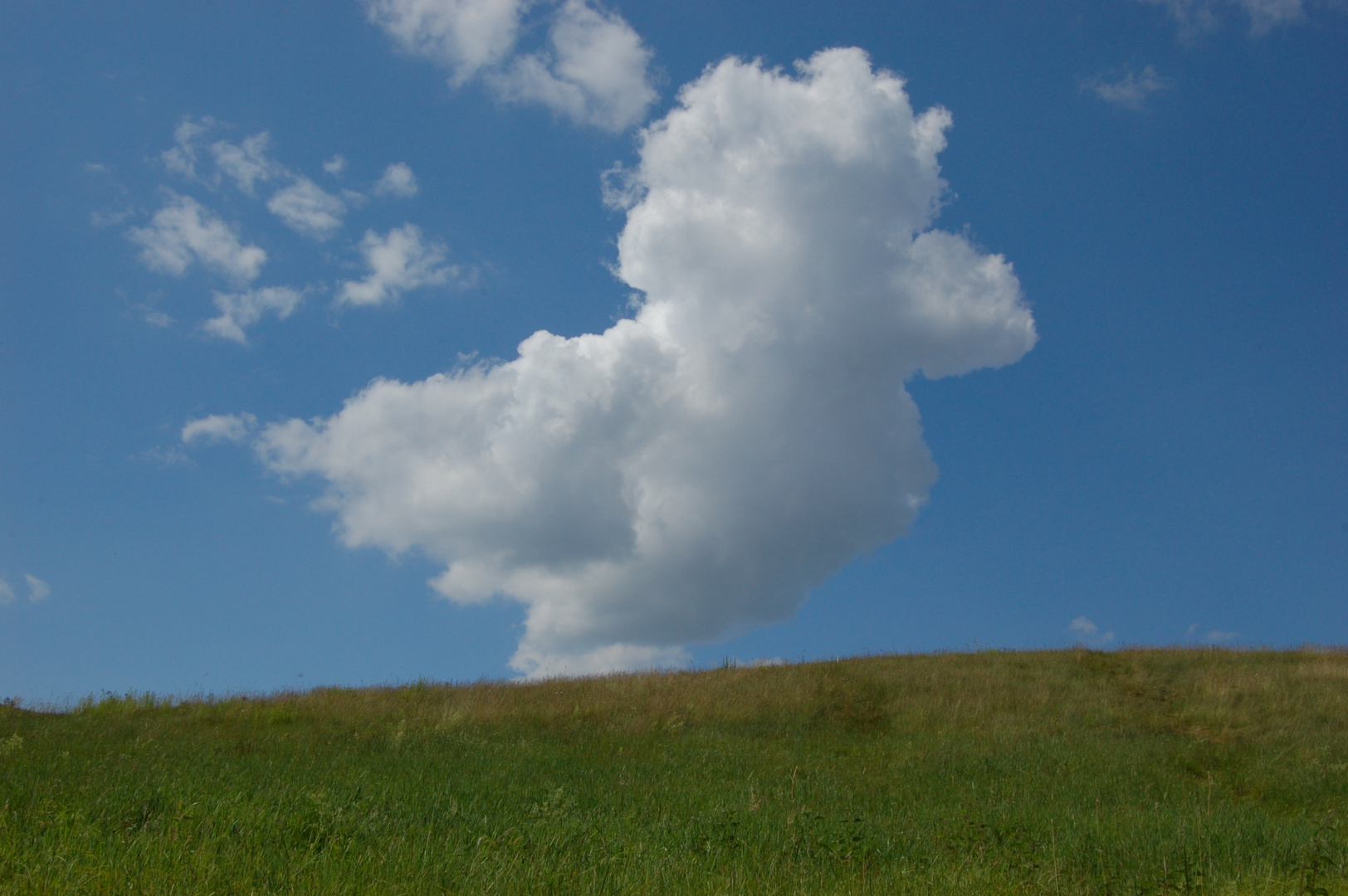 Eine tierische Wolke