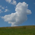 Eine tierische Wolke