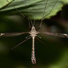 Eine Tipula-Art (Schnake mit einer Spannweite von ca. 3 cm)