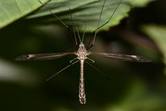 Eine Tipula-Art (Schnake mit einer Spannweite von ca. 3 cm)