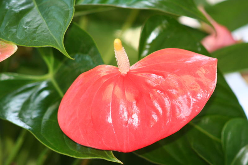 eine tolle Blüte unter vielen