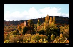 eine tolle Landschaft in den Weinbergen der Südpfalz....