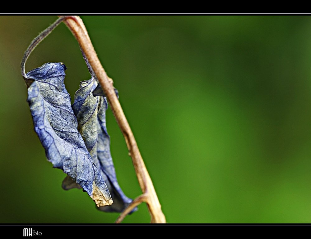 Eine Tomate sieht blau...