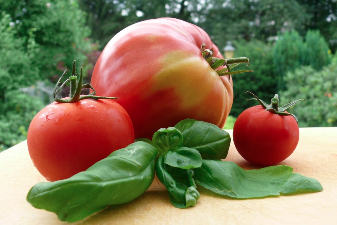 Eine Tomatenfamilie auf Abruf ...