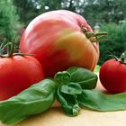 Eine Tomatenfamilie auf Abruf ...