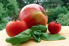 Eine Tomatenfamilie auf Abruf ...