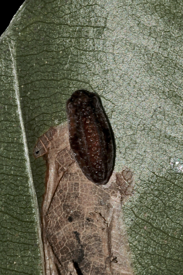 Eine tote Raupe des Kleinen Schneckenspinners (Heterogenea asella) - ...