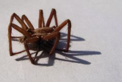 Eine tote Spinne wirft Schatten