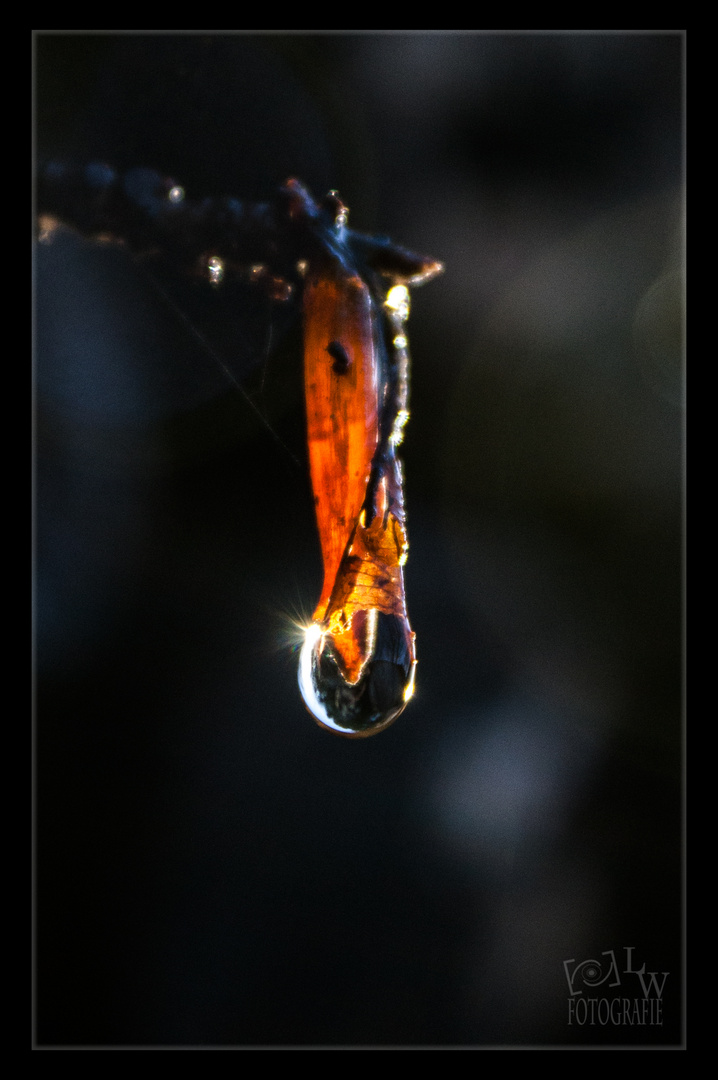 Eine Träne der Natur