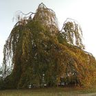 Eine Trauerweide an der Alster in Hamburg